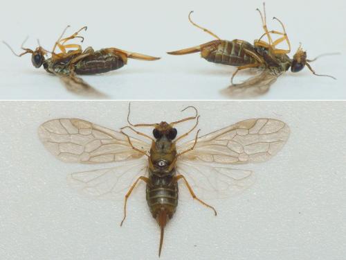 Xyela altenhoferi